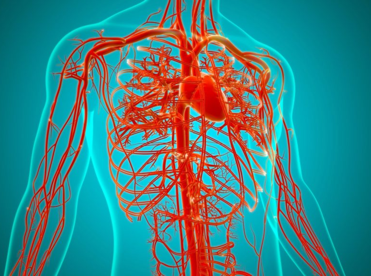 Η No1 κίνηση που μειώνει τη συσσώρευση πλάκας στις αρτηρίες, σύμφωνα με τους καρδιολόγους