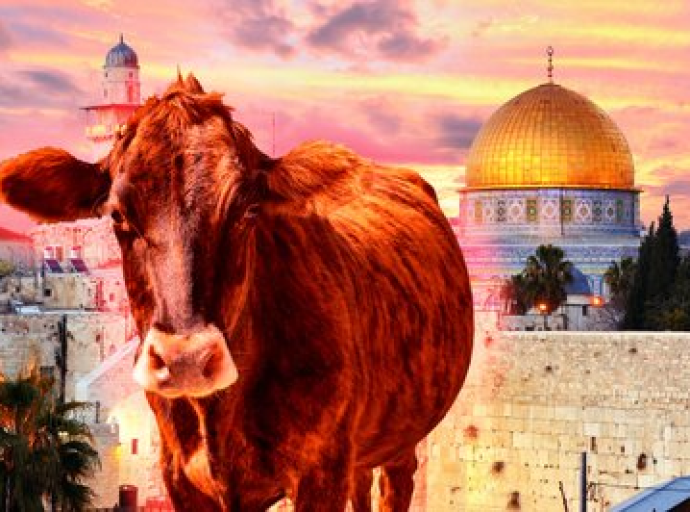 ΣΗΜΕΙΟΛΟΓΙΑ Η Κόκκινη Μόσχα (Mos-cow) είναι η κόκκινη δαμάλα που οφείλουν να θυσιάσουν οι Εβραίοι για να καθαγιάσουν την ανέγερση του Τρίτου Ναού; εξού και όλος ο πόλεμος κατά Ρωσίας ;